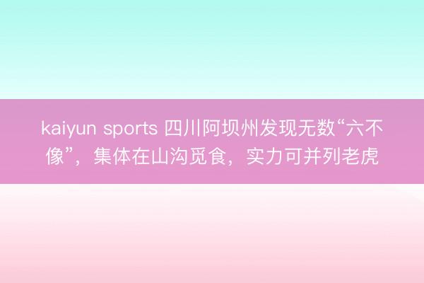 kaiyun sports 四川阿坝州发现无数“六不像”，集体在山沟觅食，实力可并列老虎